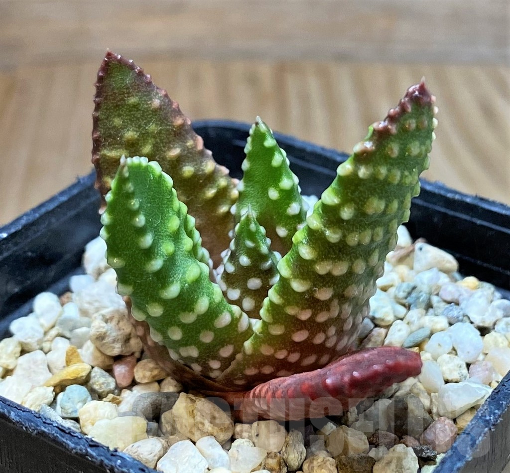SH4170 Haworthia pumila SH -Japan- - Image 2