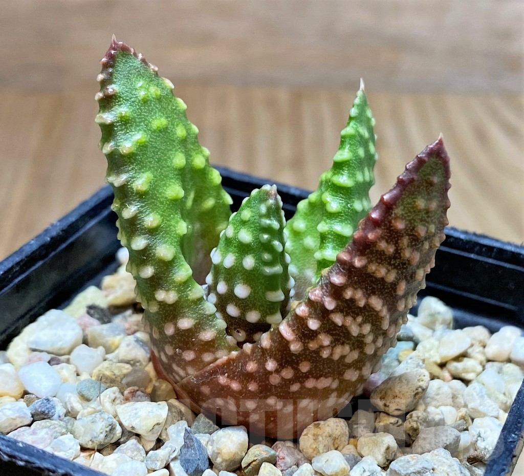 SH4170 Haworthia pumila SH -Japan-