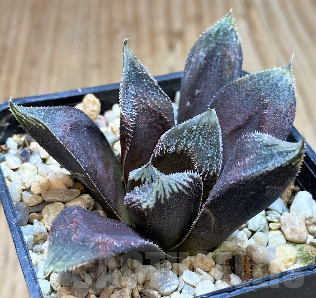 SH4171 Haworthia 'Hatsushimo' hybris G412 - Image 2