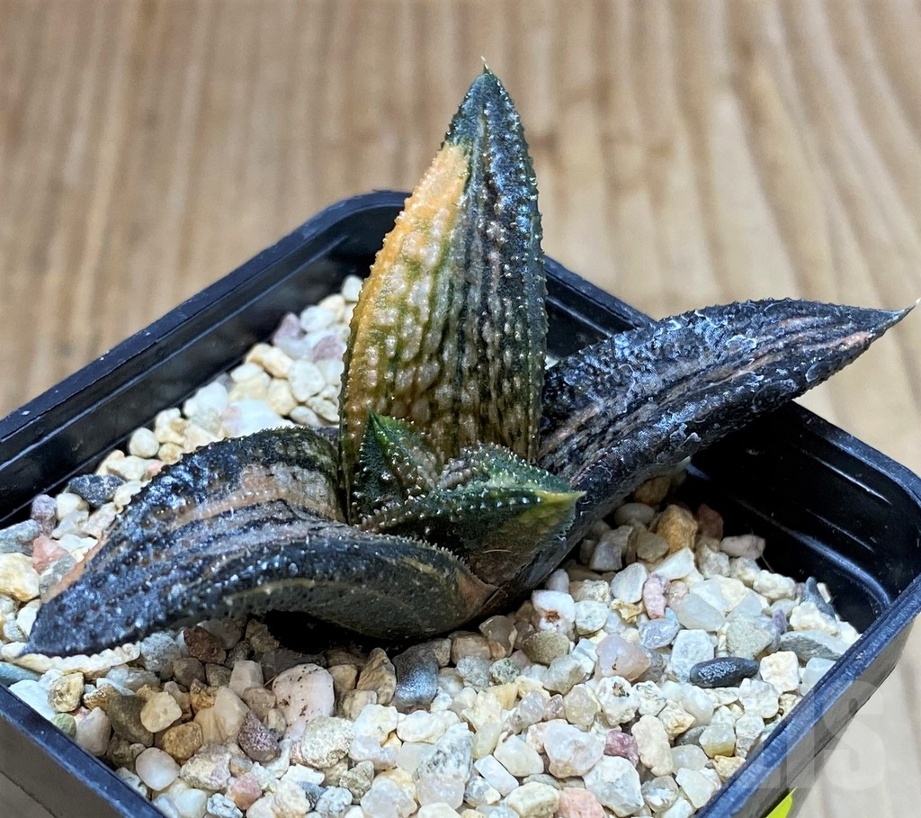 SH4172 Haworthia 'Kintaikyo' f. variegata