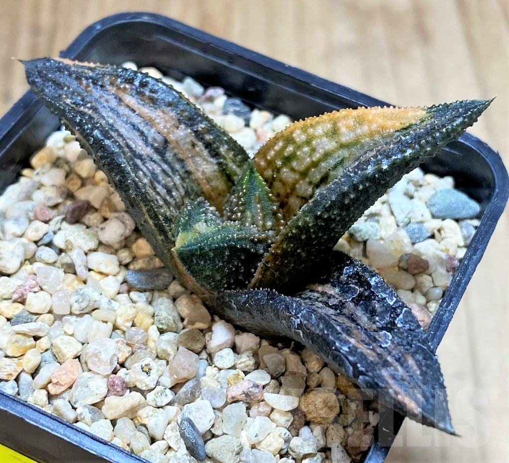 SH4172 Haworthia 'Kintaikyo' f. variegata - Image 3