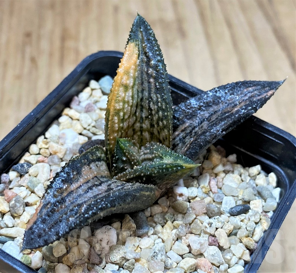 SH4172 Haworthia 'Kintaikyo' f. variegata - Image 2