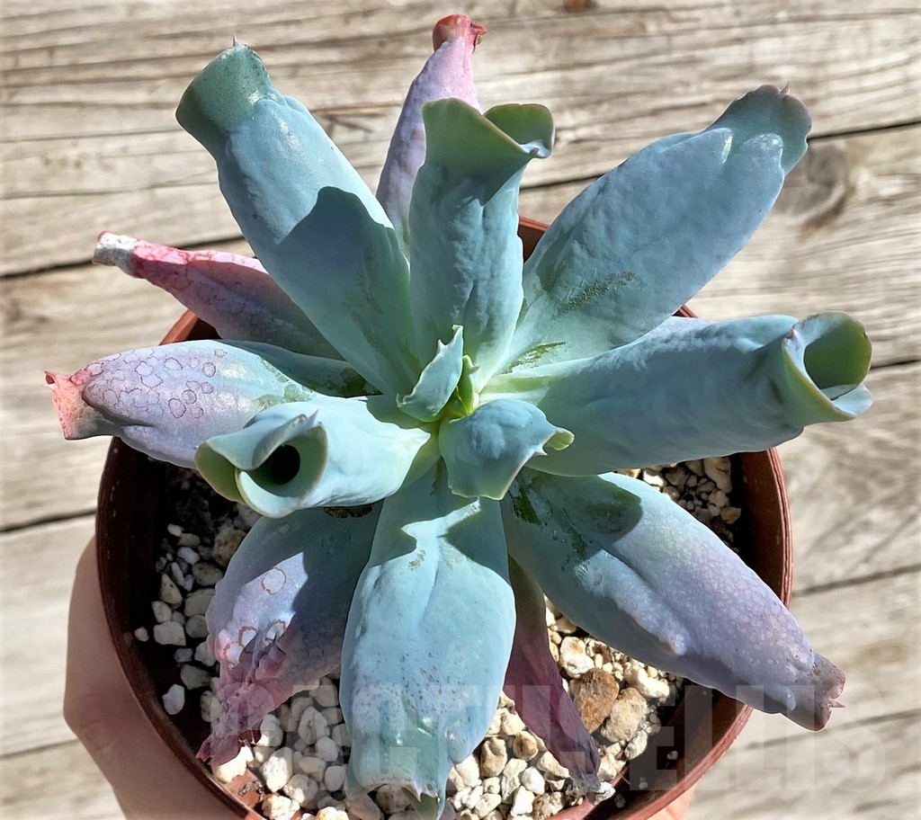 SH4229 Echeveria ‘Culibra’