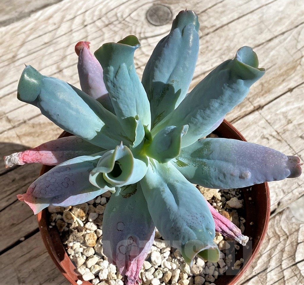 SH4229 Echeveria ‘Culibra’ - Image 3