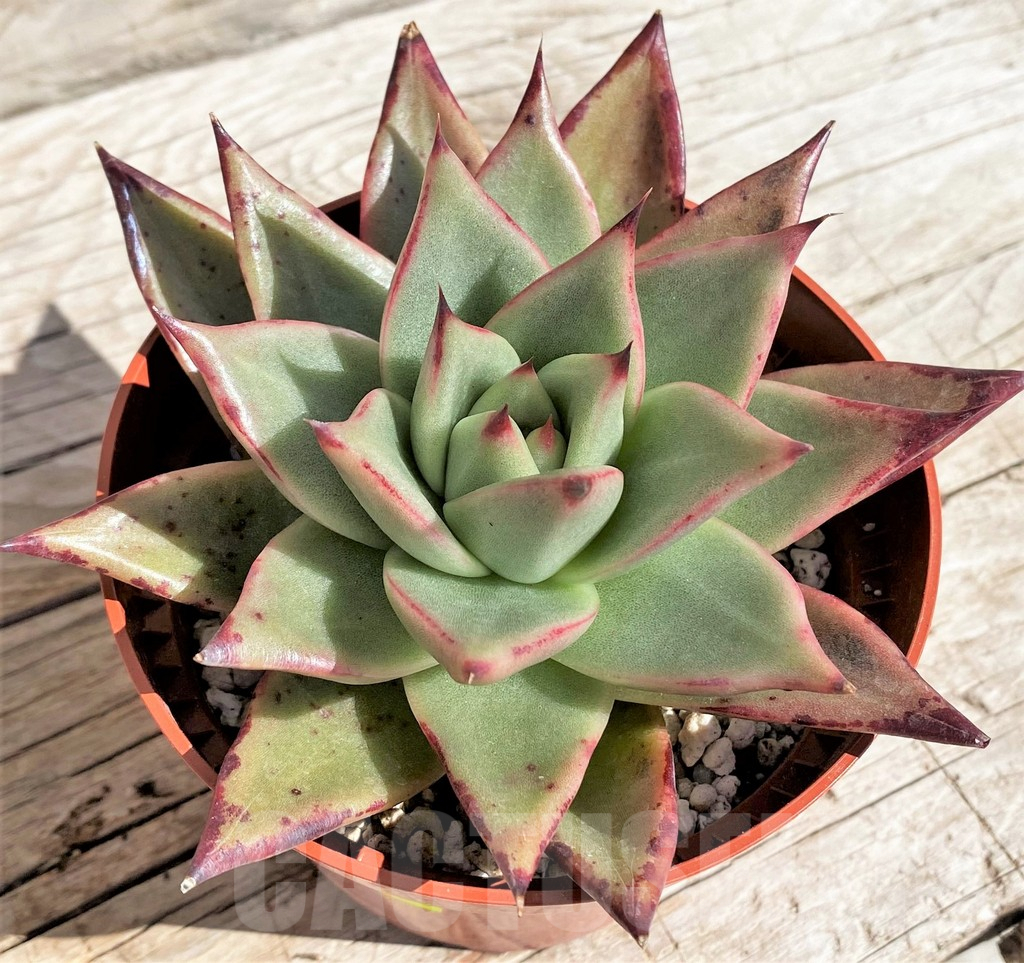 SH4231 Echeveria agavoides 'Ebony' - Image 2