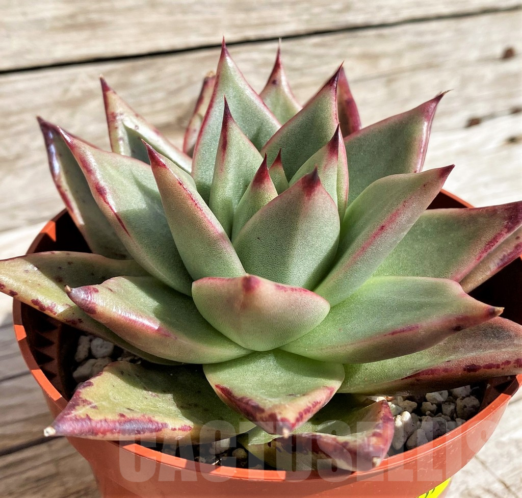 SH4231 Echeveria agavoides 'Ebony'
