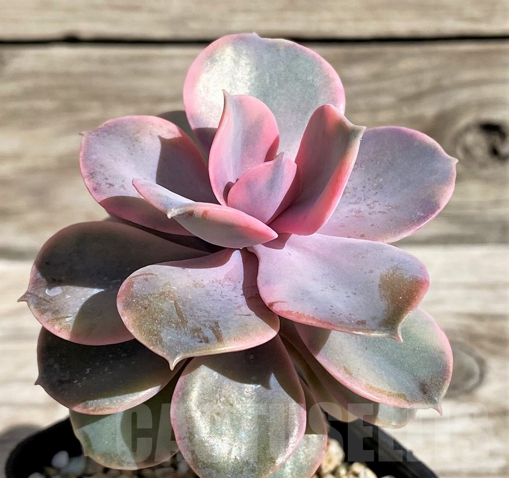 SH4232 Echeveria 'Rainbow'