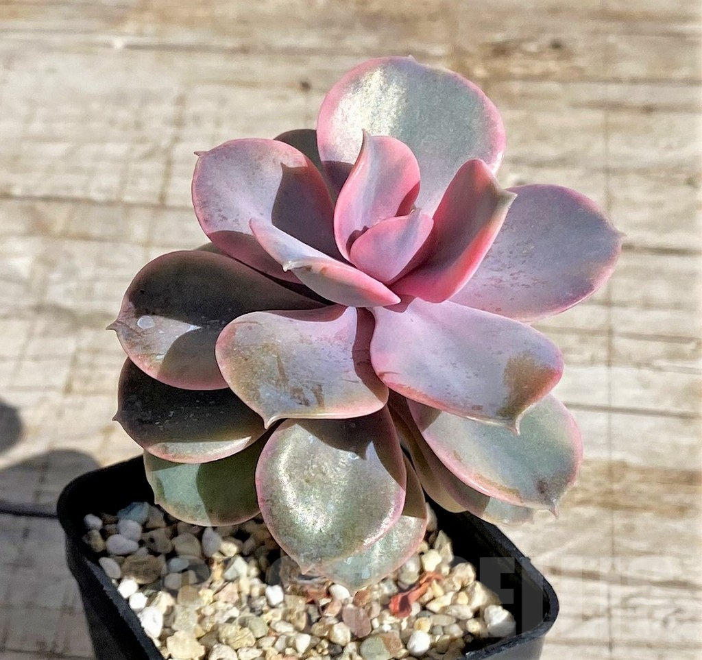 SH4232 Echeveria 'Rainbow' - Image 2