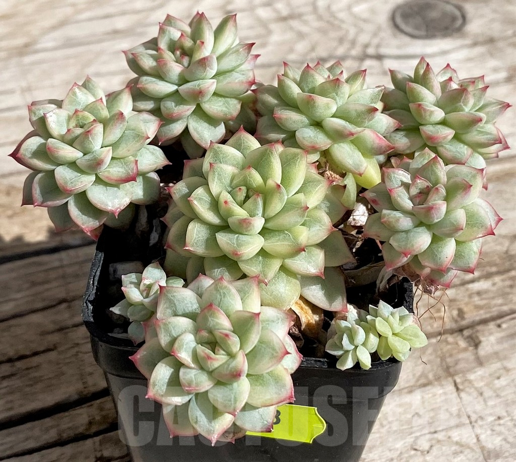 SH4233 Echeveria ‘Mebina’ f. variegata, yellow color - Image 2