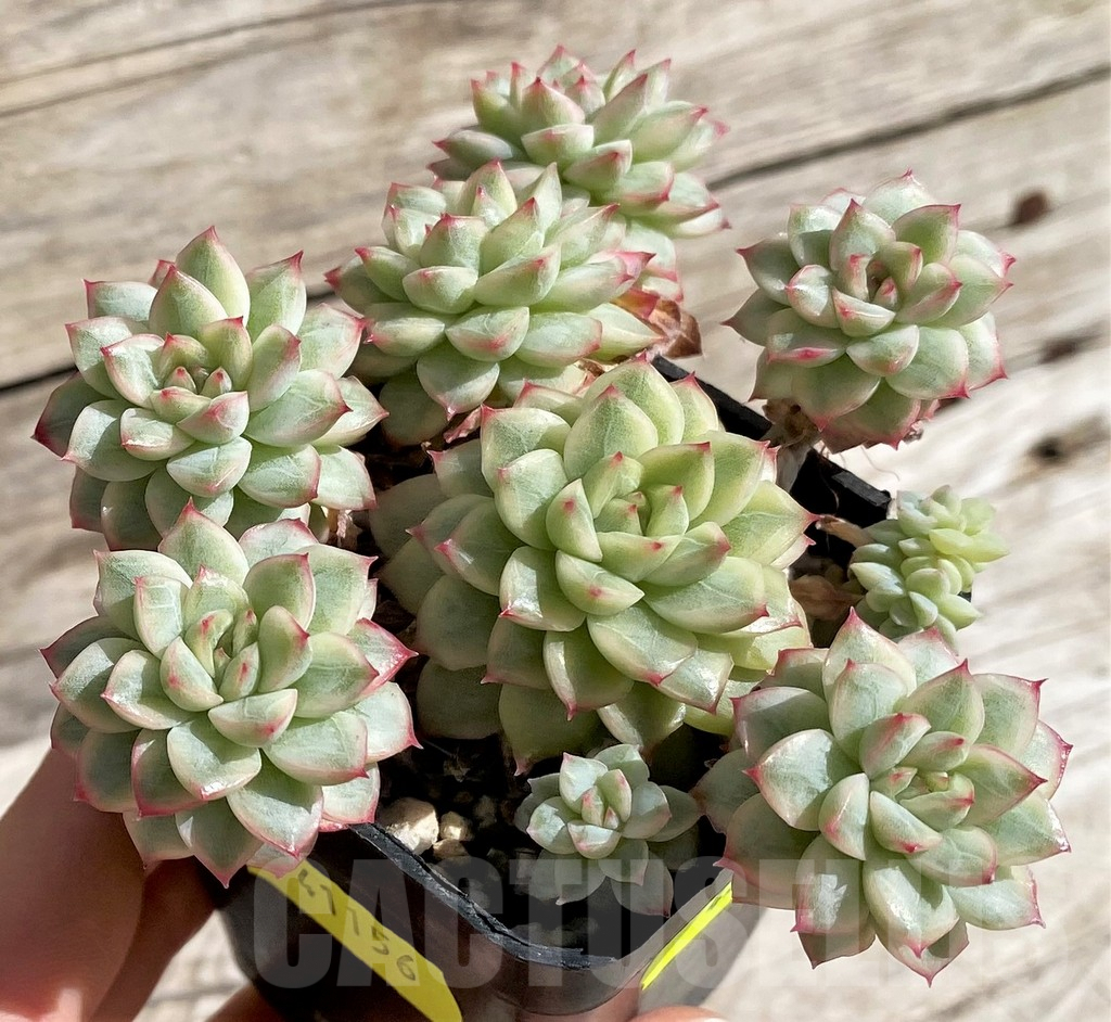 SH4233 Echeveria ‘Mebina’ f. variegata, yellow color