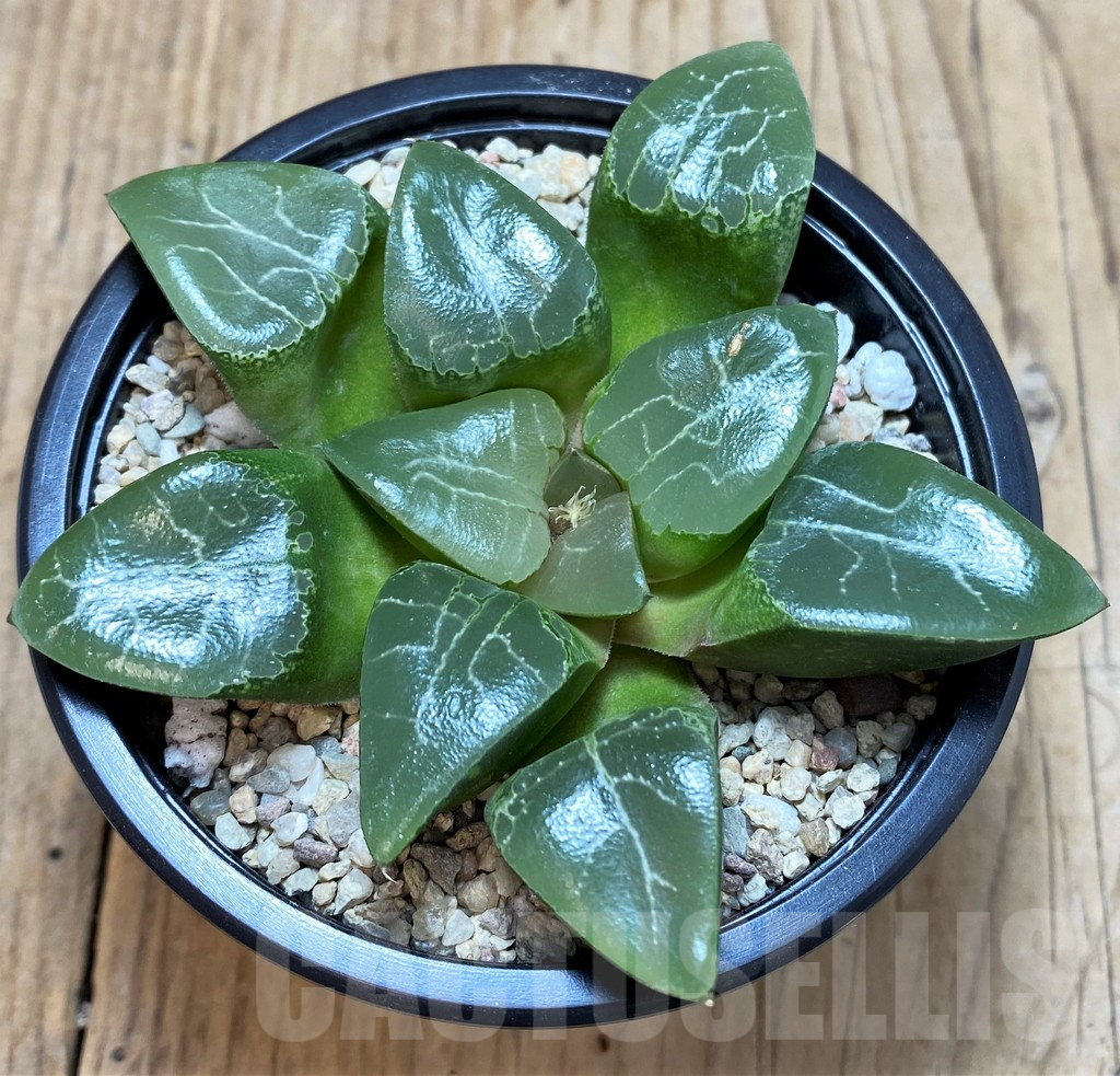 SH4204 Haworthia 'Elegans' - Image 2