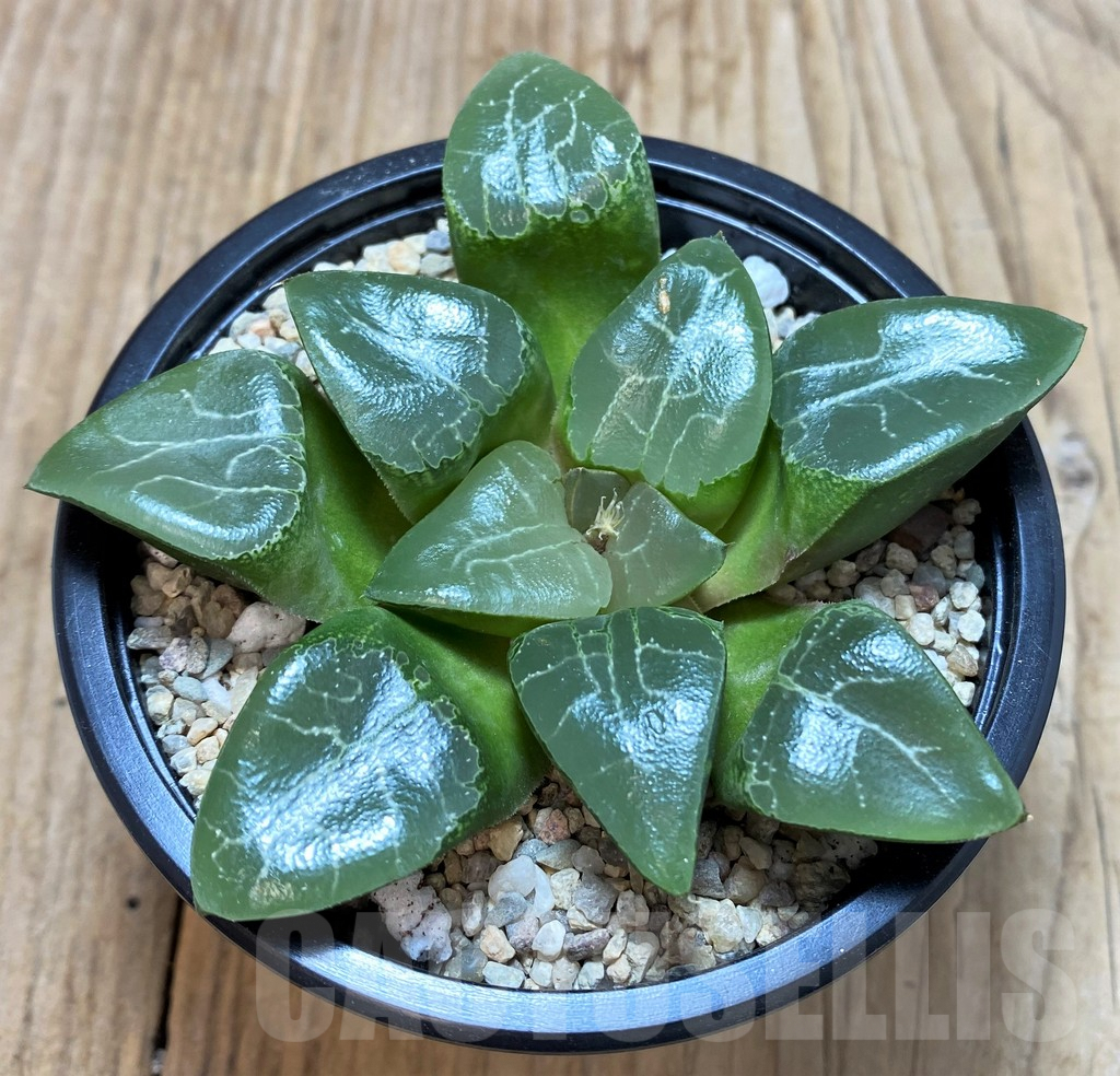 SH4204 Haworthia 'Elegans'