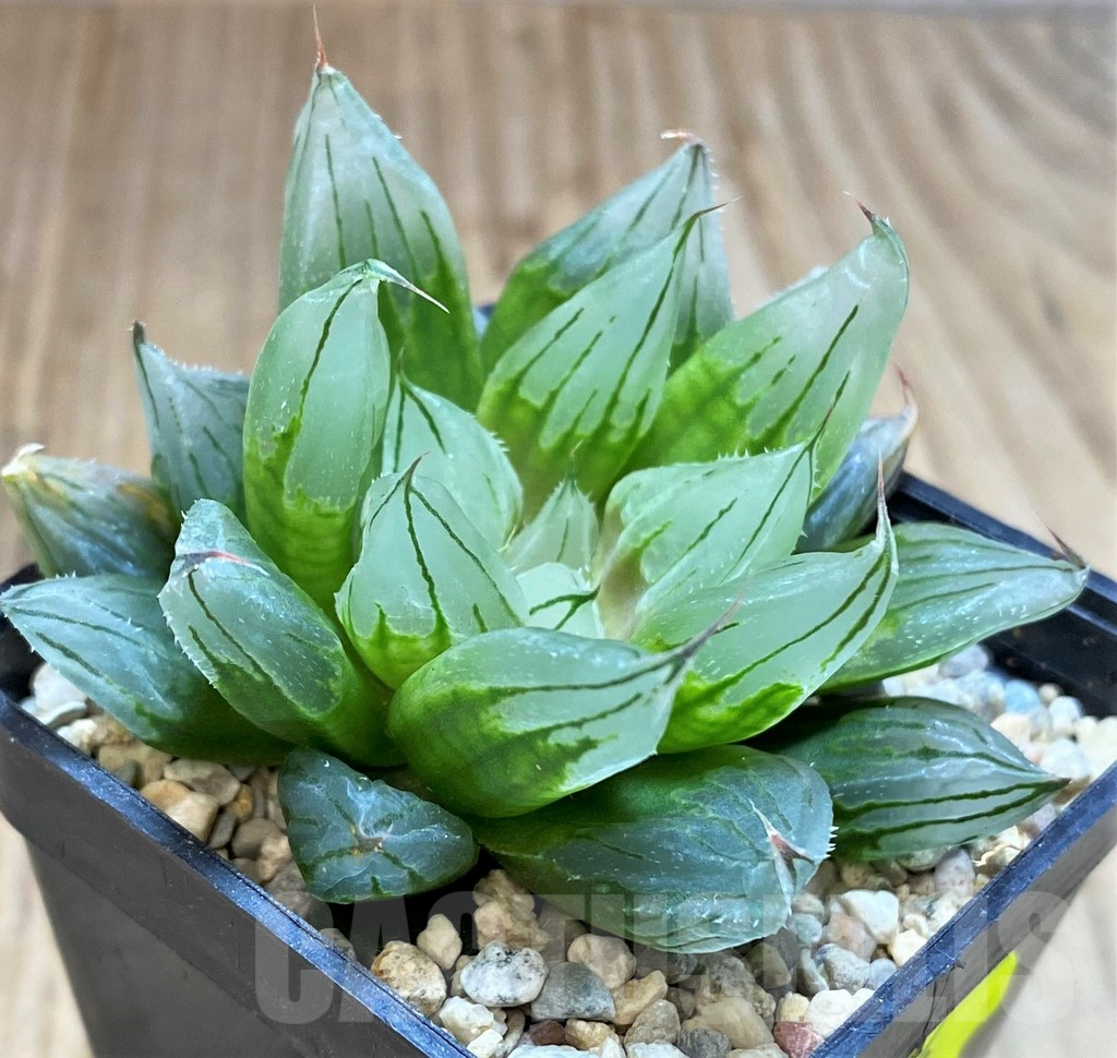 SH4214 Haworthia cooperi 'West Asia Tsuen'