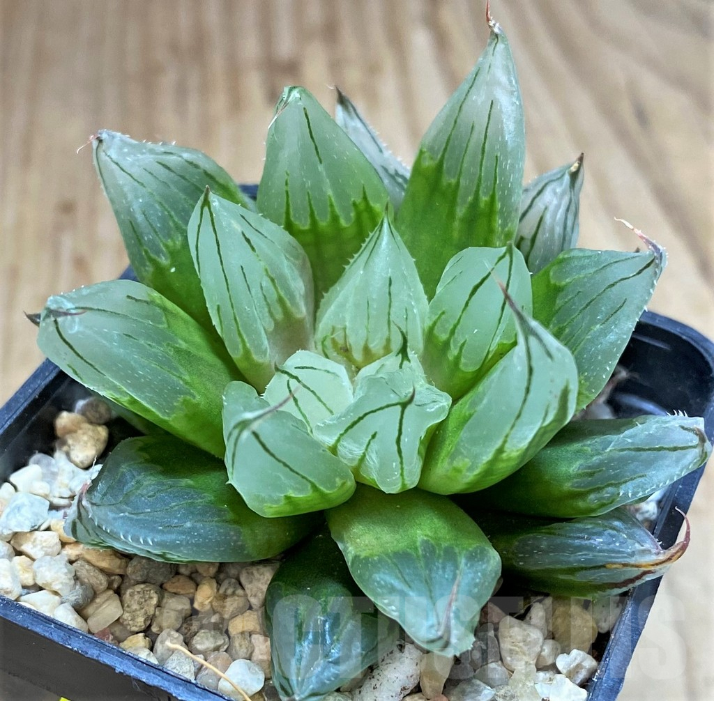 SH4214 Haworthia cooperi 'West Asia Tsuen' - Image 2