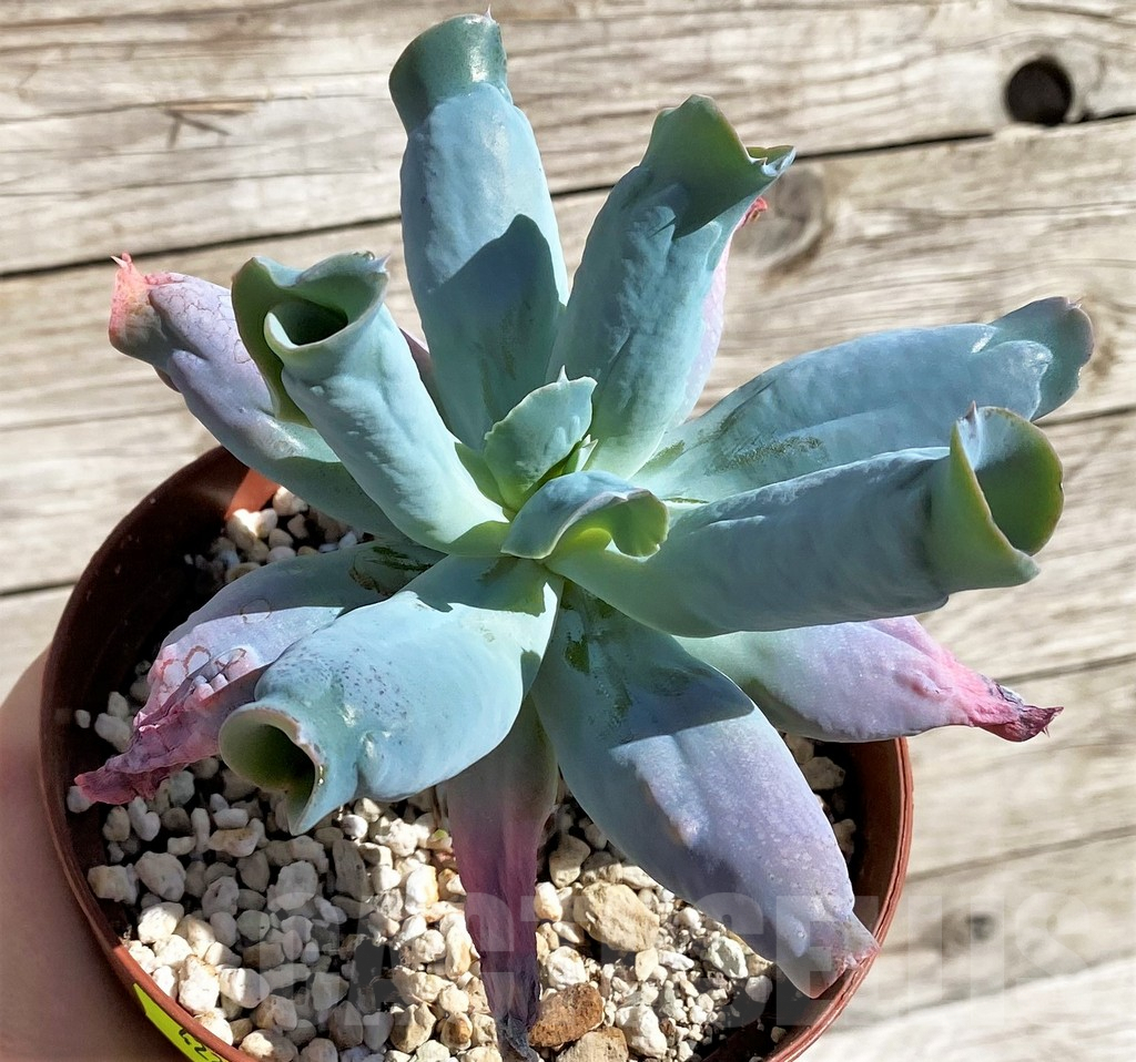 SH4229 Echeveria ‘Culibra’ - Image 2