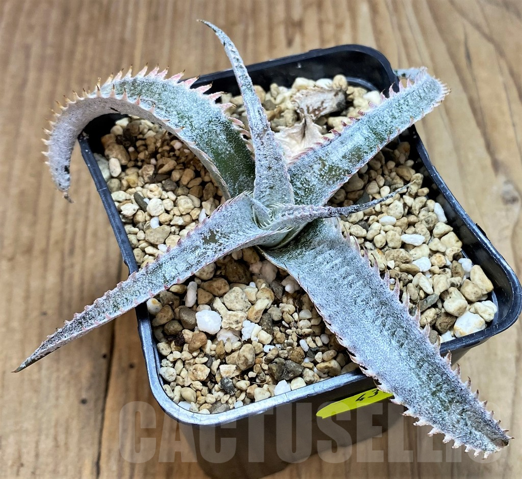 SH4318 Dyckia hybrid - Image 2