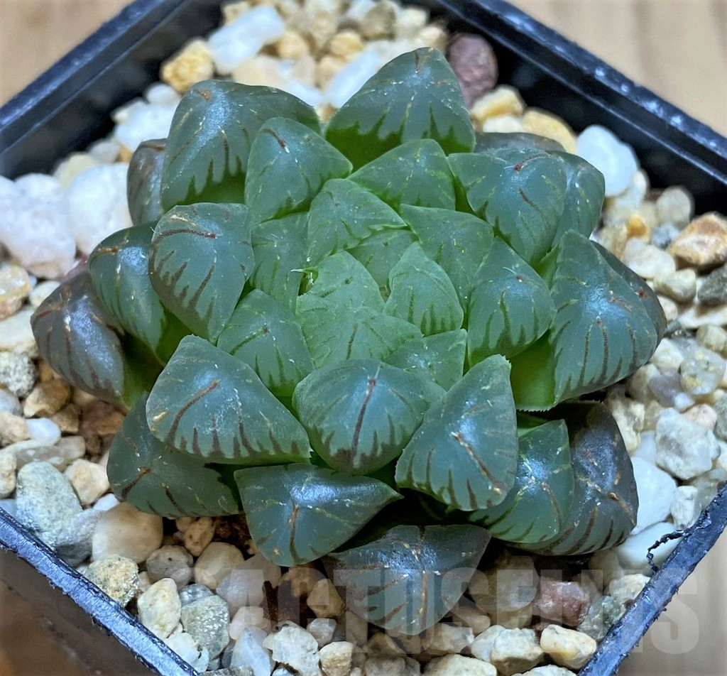SH4330 Haworthia obtusa 'OB1'