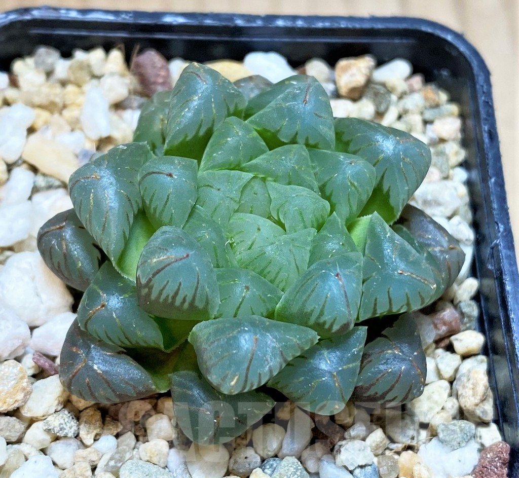 SH4330 Haworthia obtusa 'OB1' - Image 2