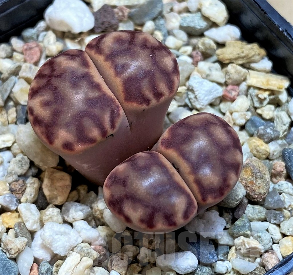 SH4343 Lithops bromfieldii
