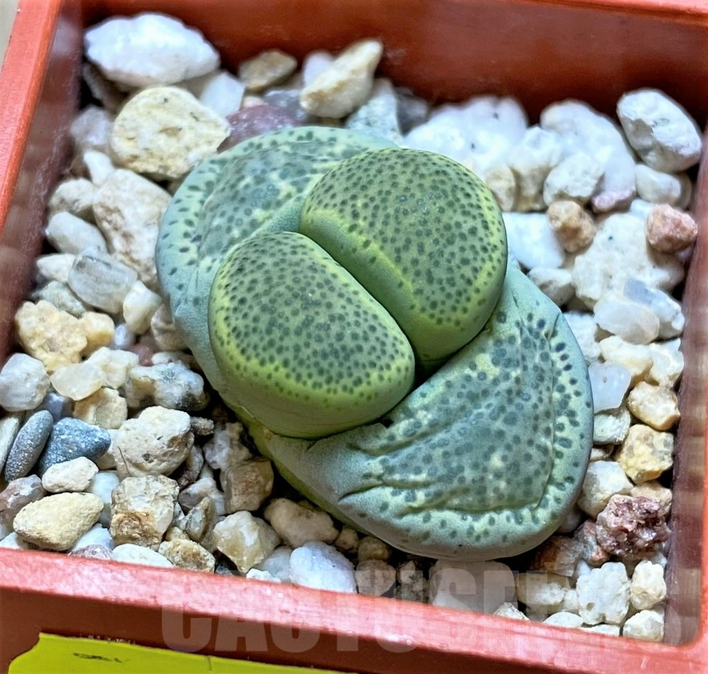 SH4347 Lithops terricolor 'Speckled Gold' C345A