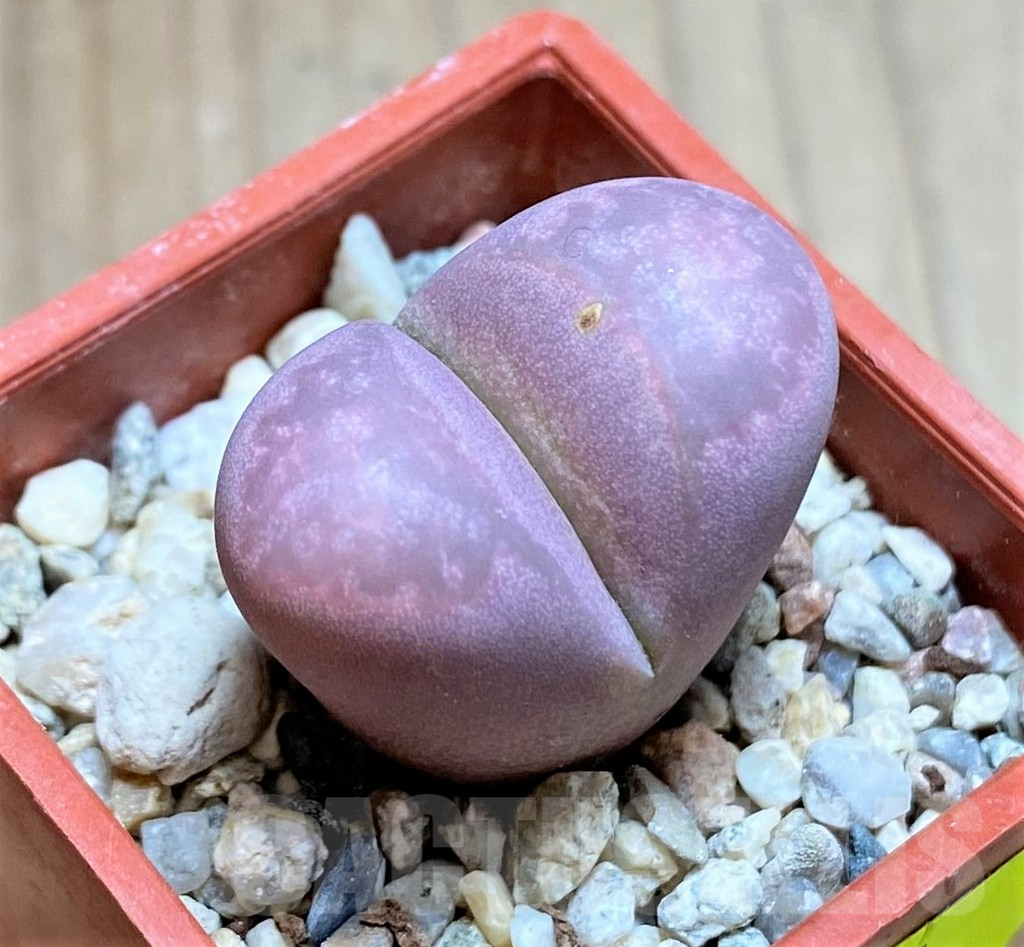 SH4461 Lithops optica 'Rubra'