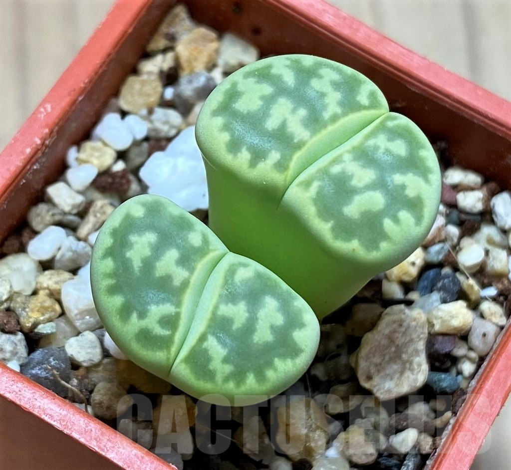 SH4462 Lithops bella ‘Green vermilion’