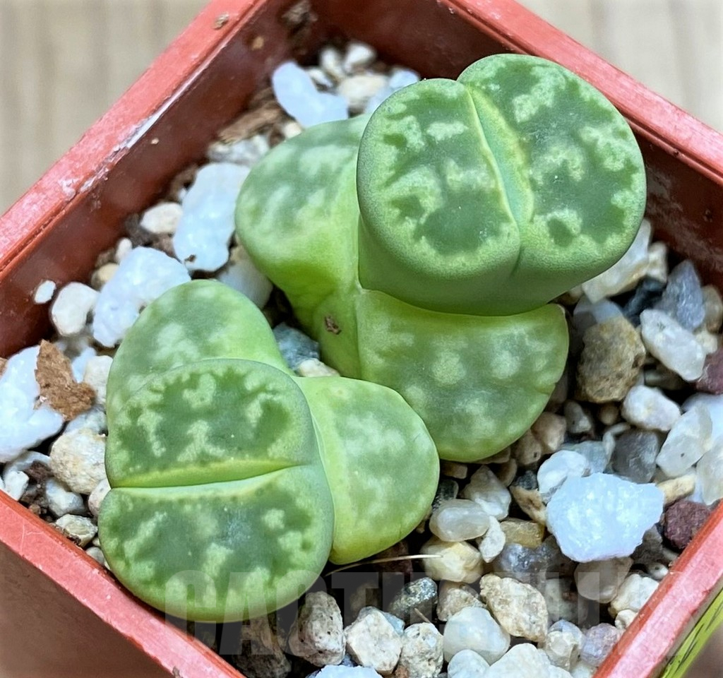 SH4463 Lithops bella ‘Green vermilion’