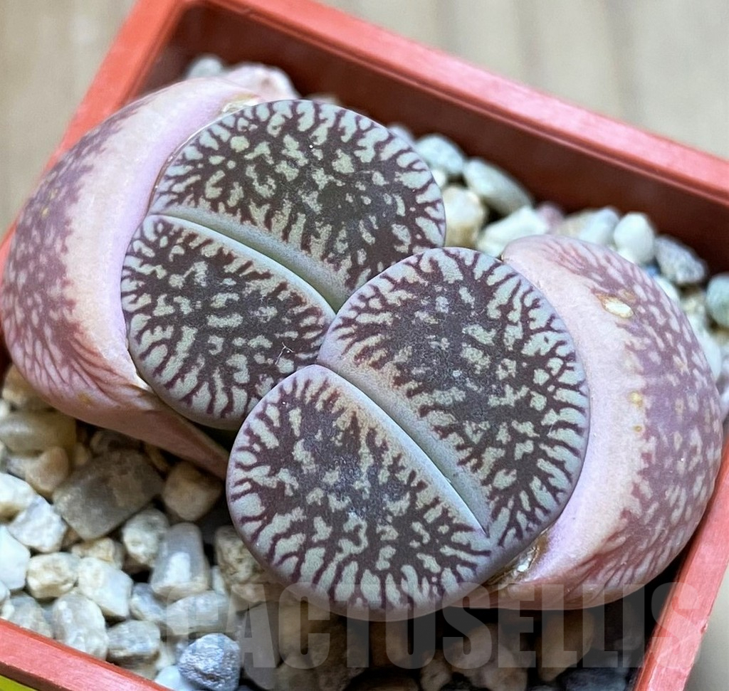 SH4464 Lithops aucampiae 'Red Danielskuil'
