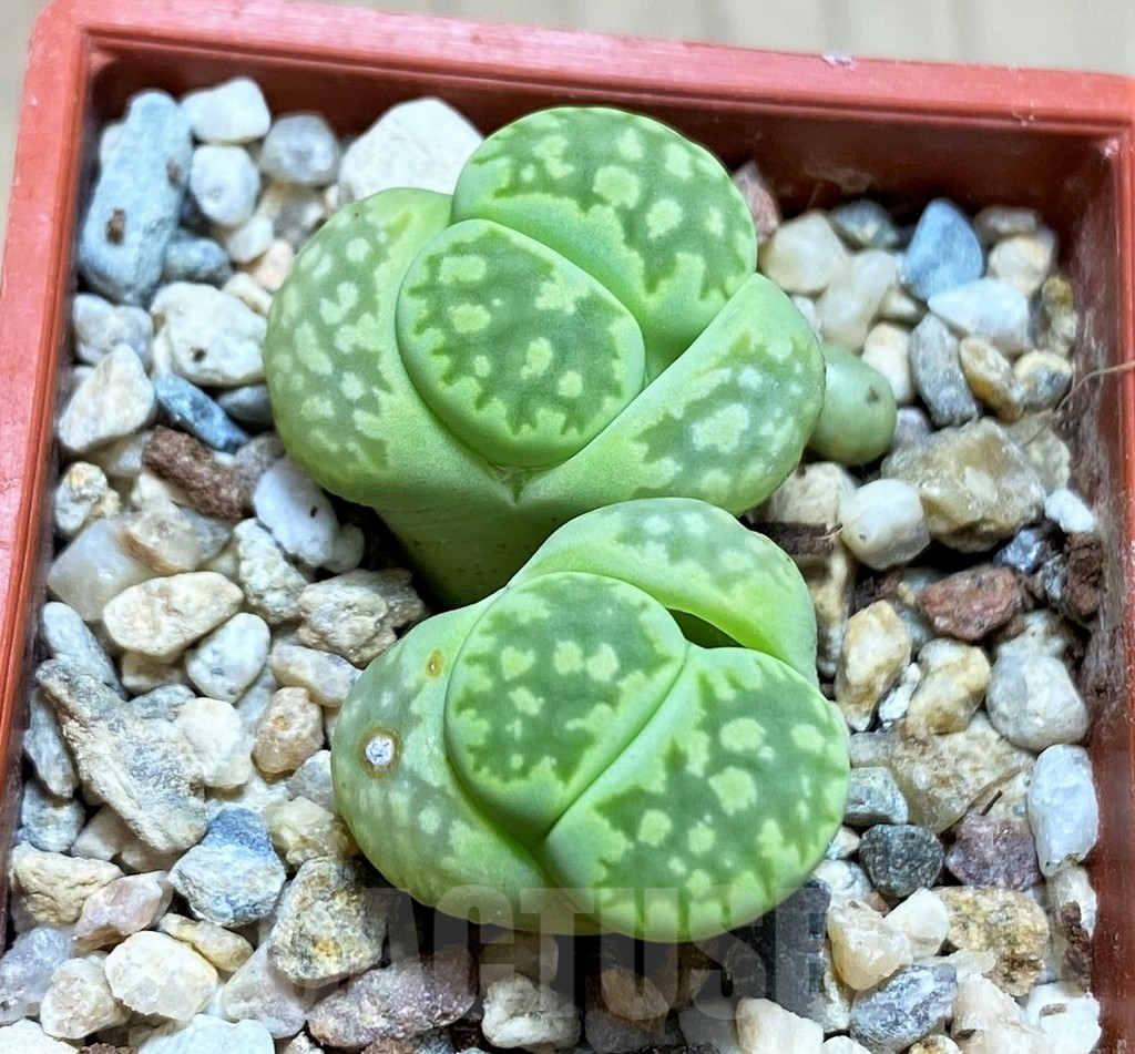 SH4467 Lithops julii v. fulleri 'Fullergreen'