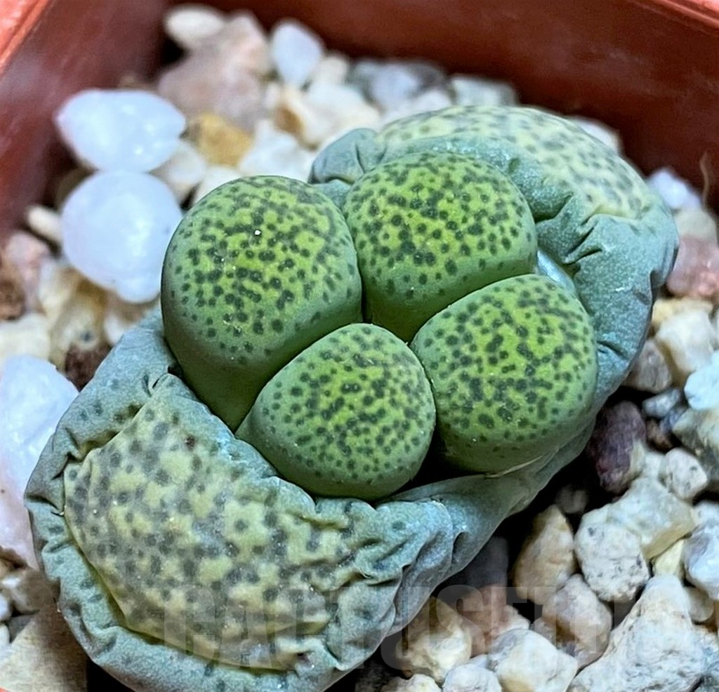 SH4472 Lithops terricolor 'Speckled Gold' C345A