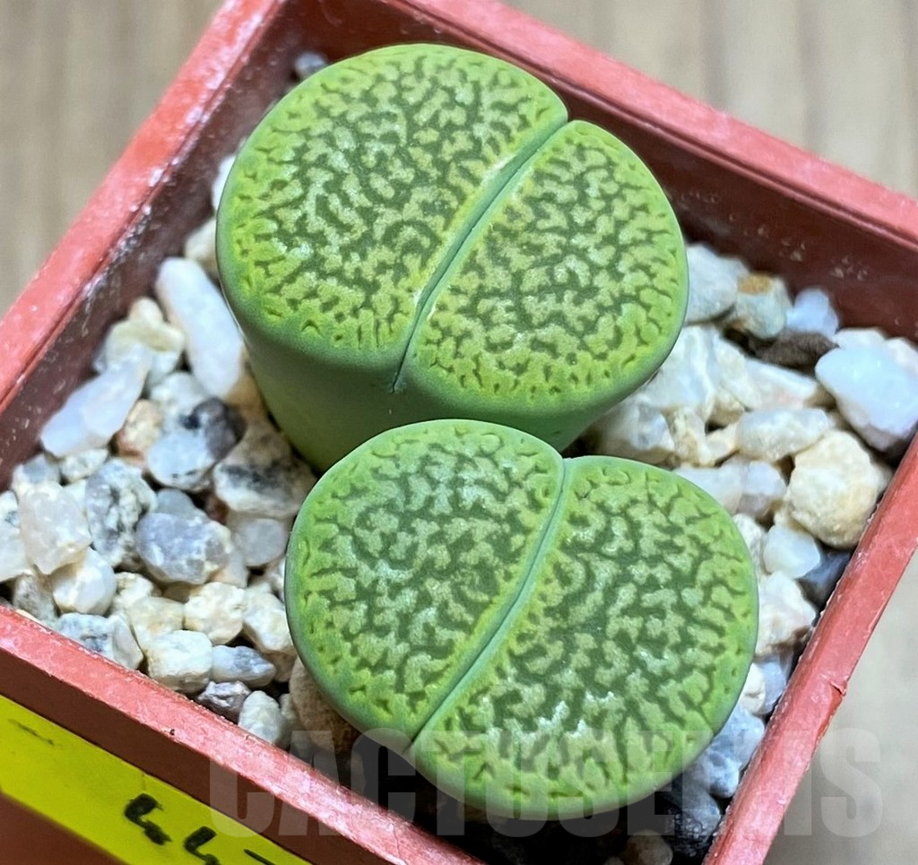 SH4475 Lithops hookeri 'Anna Rosa'