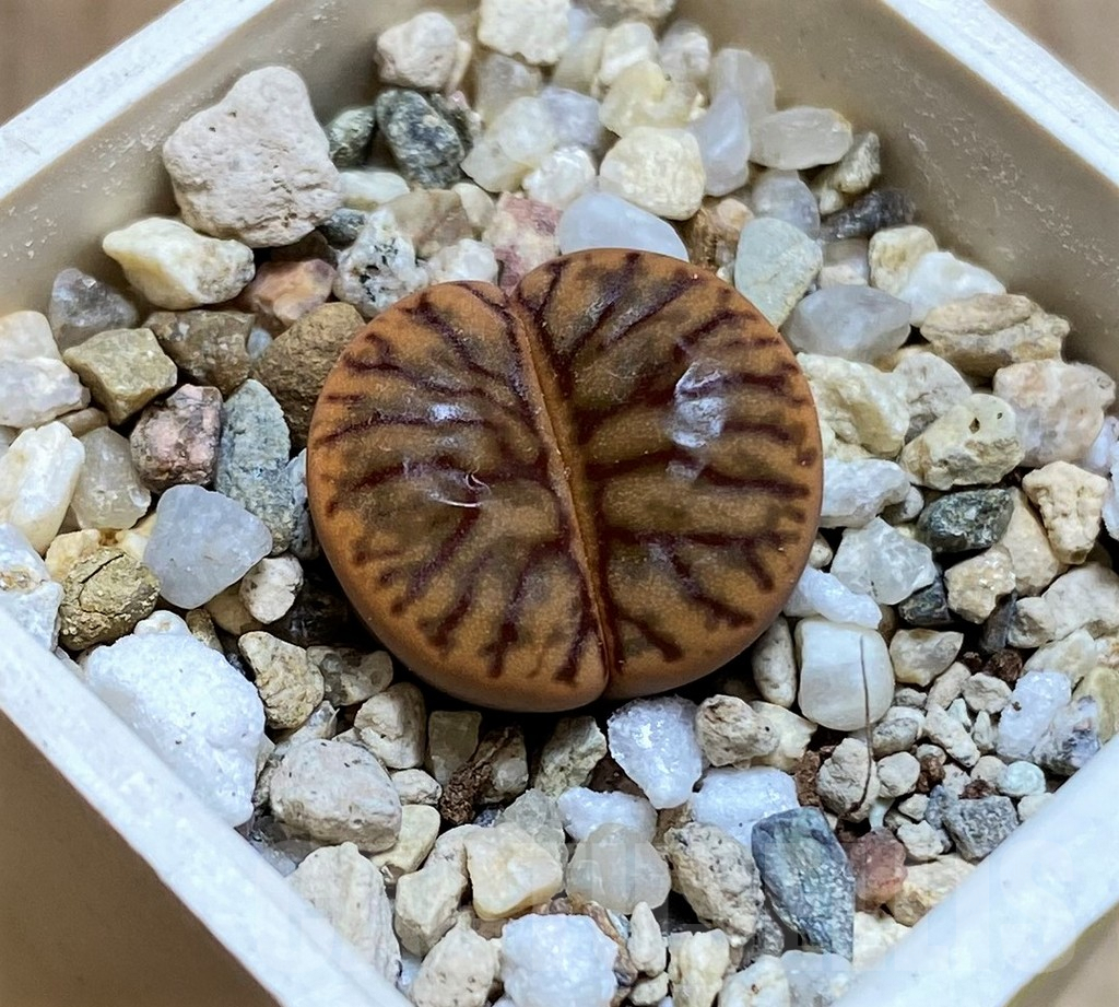 SH4477 Lithops bromfieldii 'Red Coral'