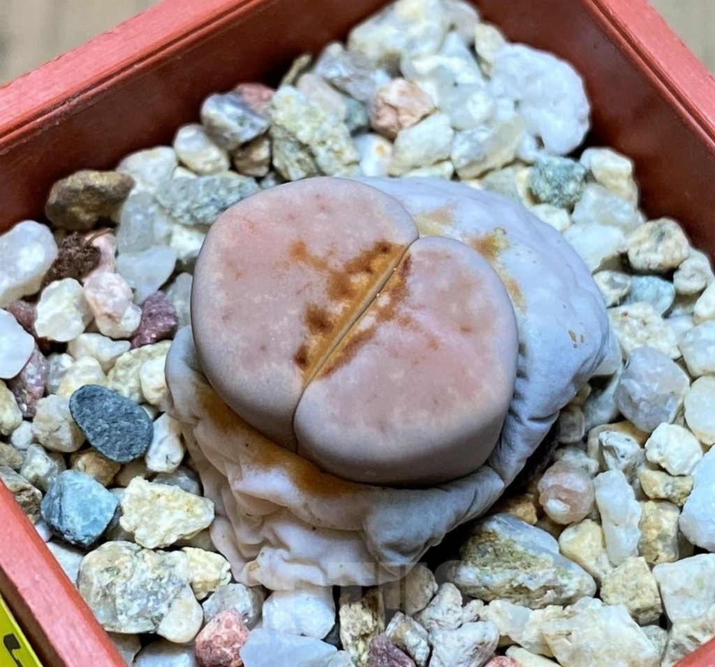 SH4478 Lithops julii 'Hot Lips'