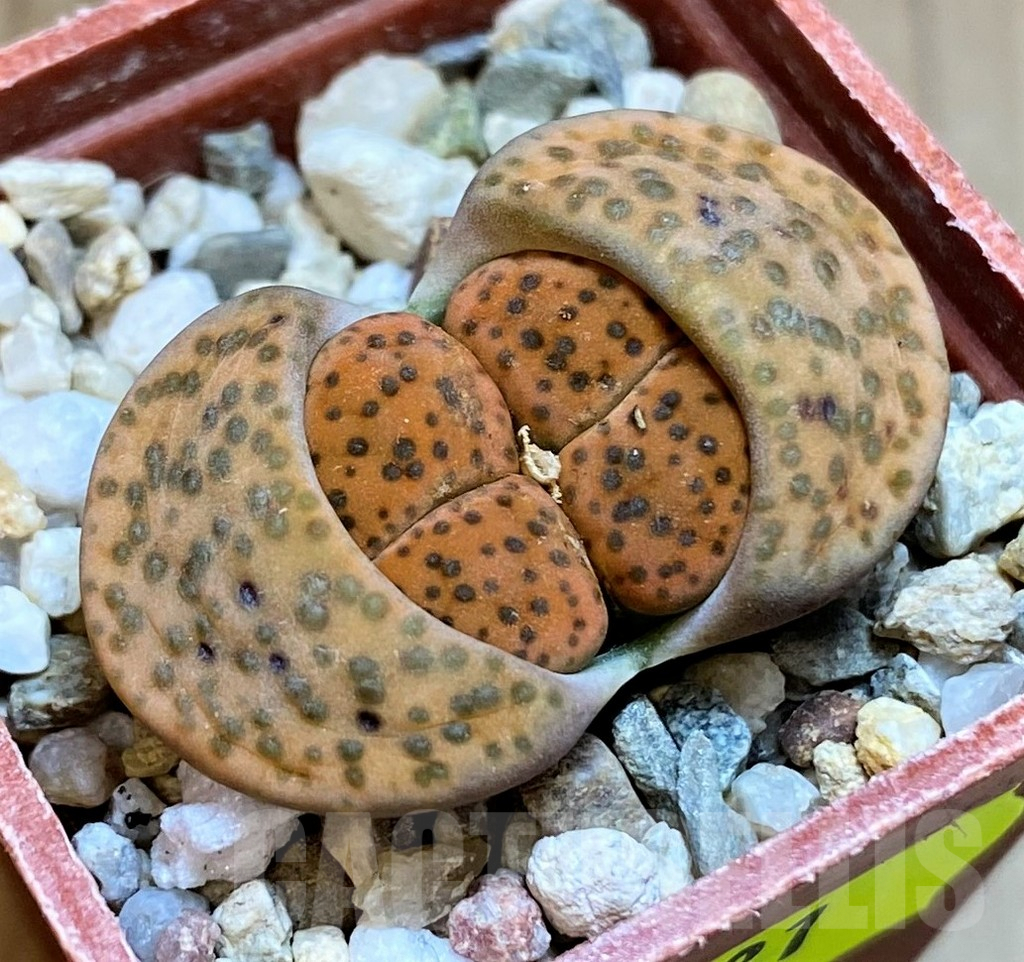 SH4481 Lithops fulviceps C412