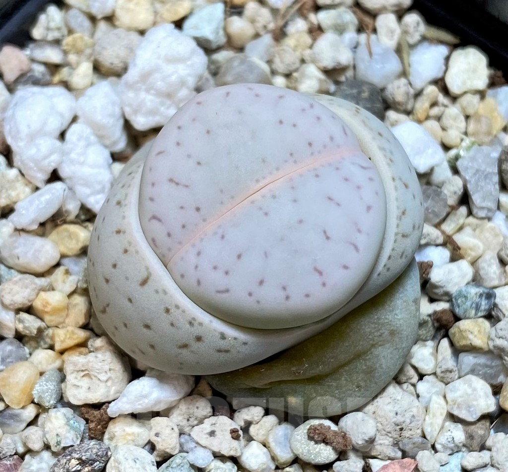SH4416 Dinteranthus vanzylii