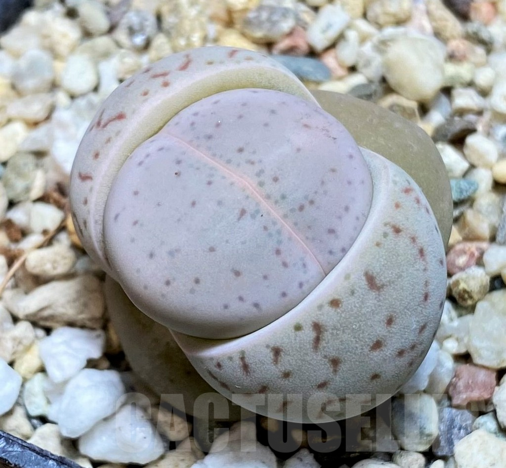 SH4417 Dinteranthus vanzylii