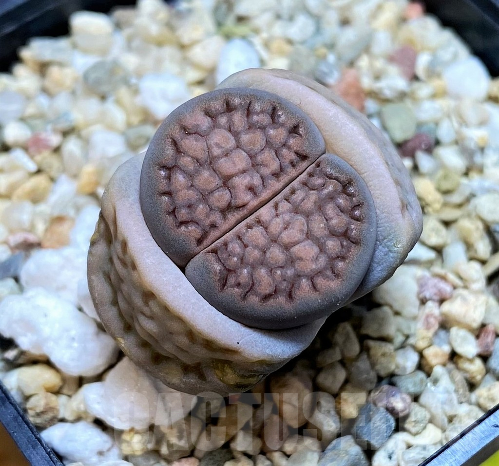 SH4418 Lithops hallii v. hallii C.375