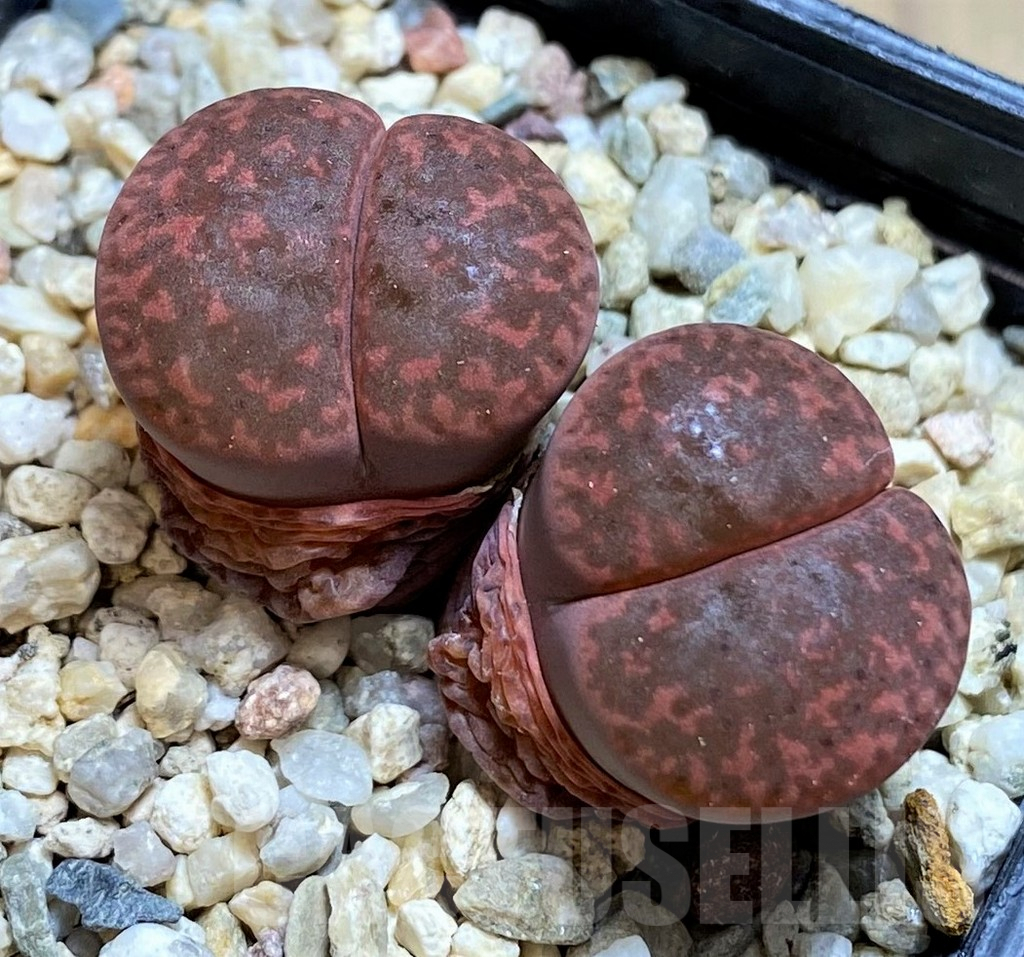 SH4425 Lithops bromfieldii v.glaudinae 'Embers' C393A