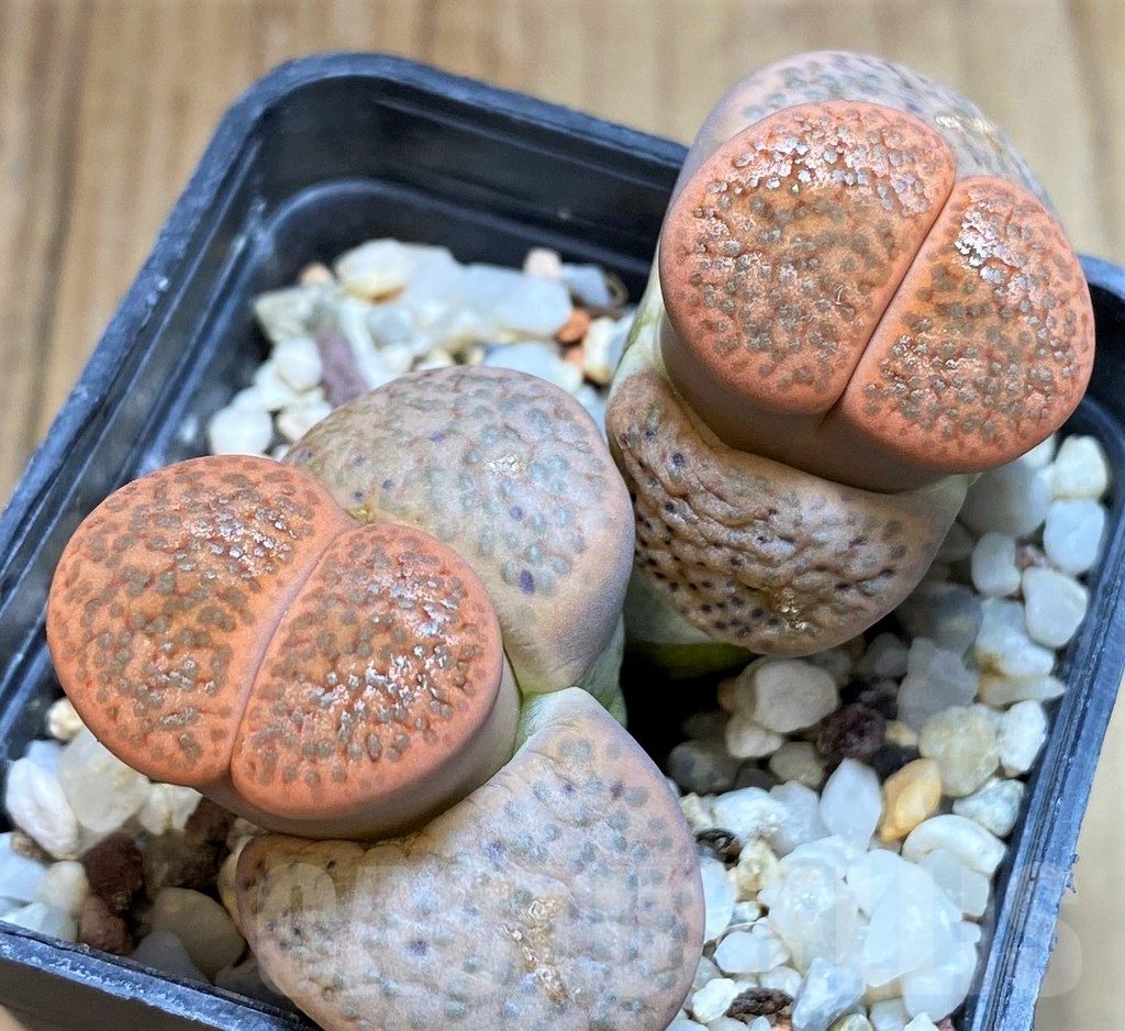 SH4427 Lithops fulviceps, ex Neumann