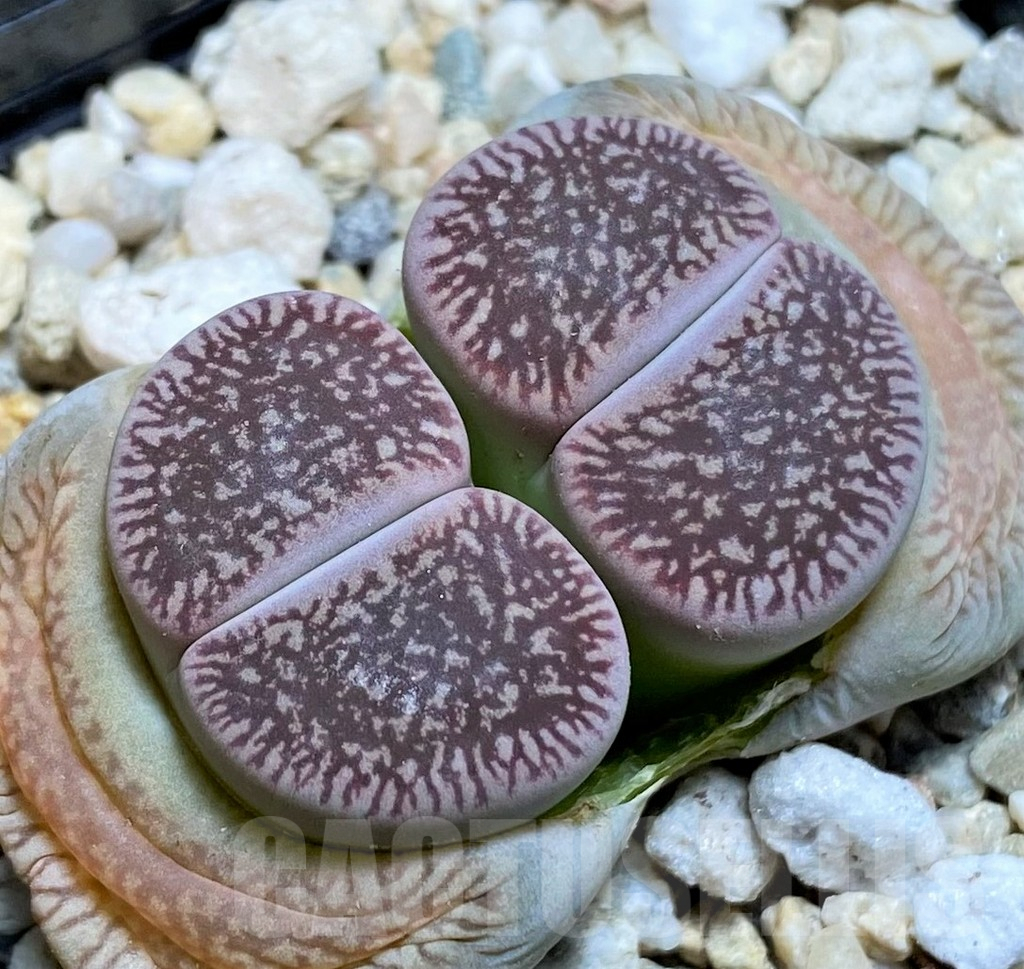 SH4428 Lithops aucampiae v. euniceae C54
