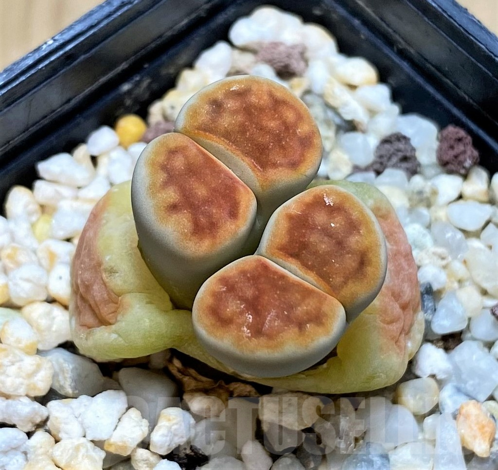 SH4430 Lithops karasmontana 'Lateritia'