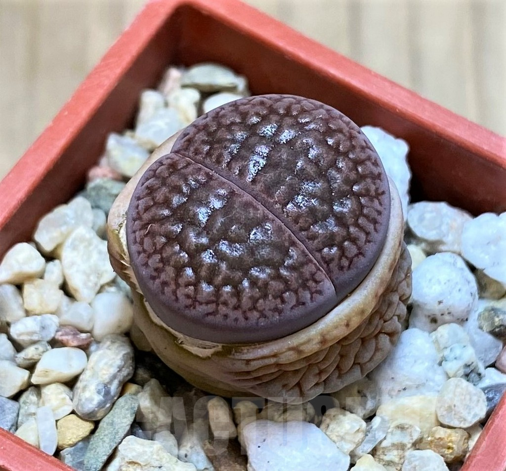 SH4435 Lithops hookeri v. marginata L9-56