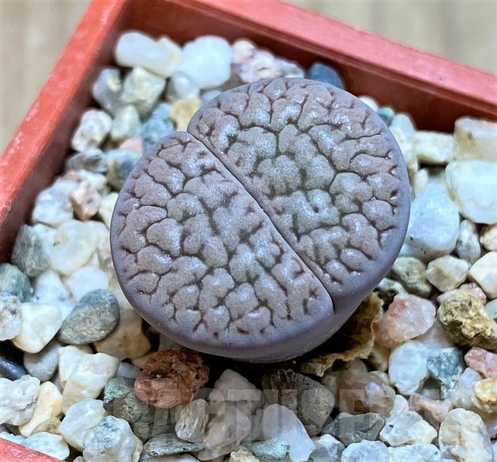 SH4437 Lithops hookeri v. susannae C091