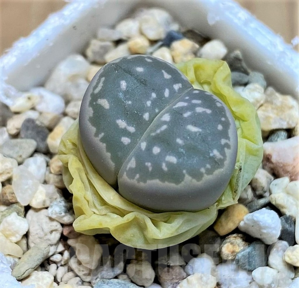SH4438 Lithops olivacea C109