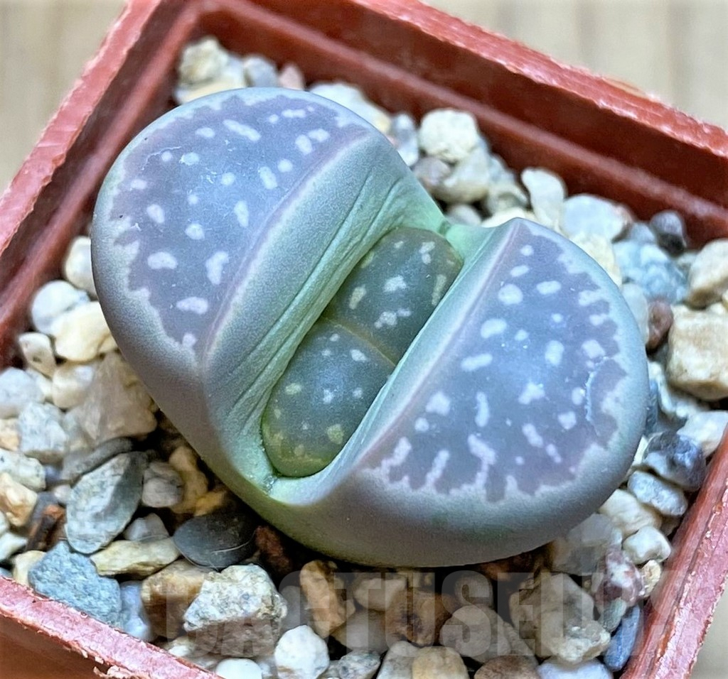 SH4439 Lithops olivacea C109