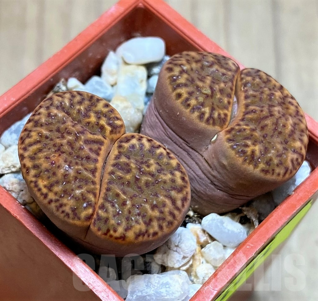 SH4444 Lithops bromfieldii v. insularis SH1741 -Soverby-