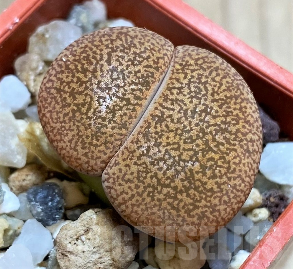 SH4446 Lithops lesliei v. mariae SH1636