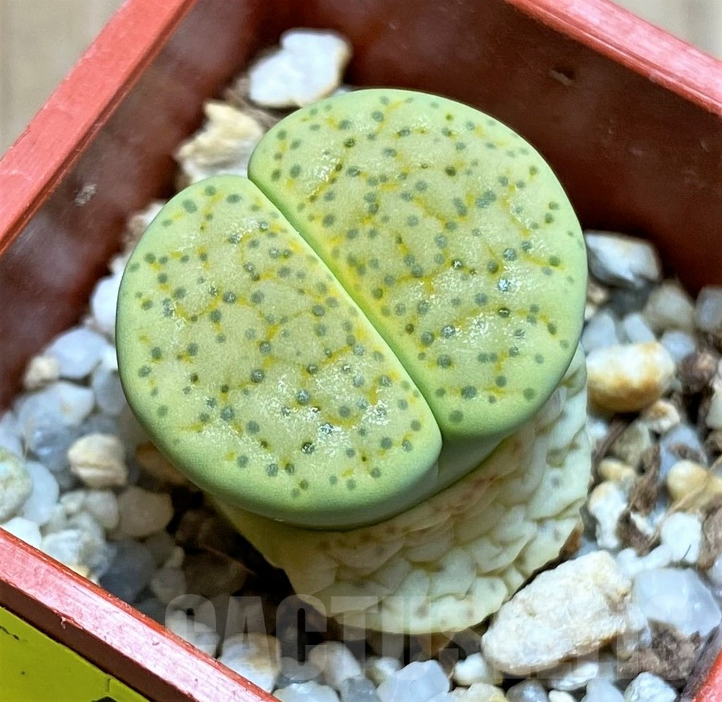 SH4452 Lithops fulviceps v. aurea