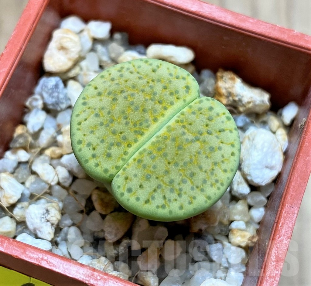 SH4453 Lithops fulviceps v. aurea