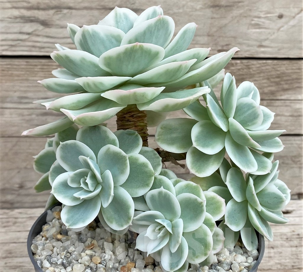 SH3339 Echeveria 'Lemon Lime' - Image 3
